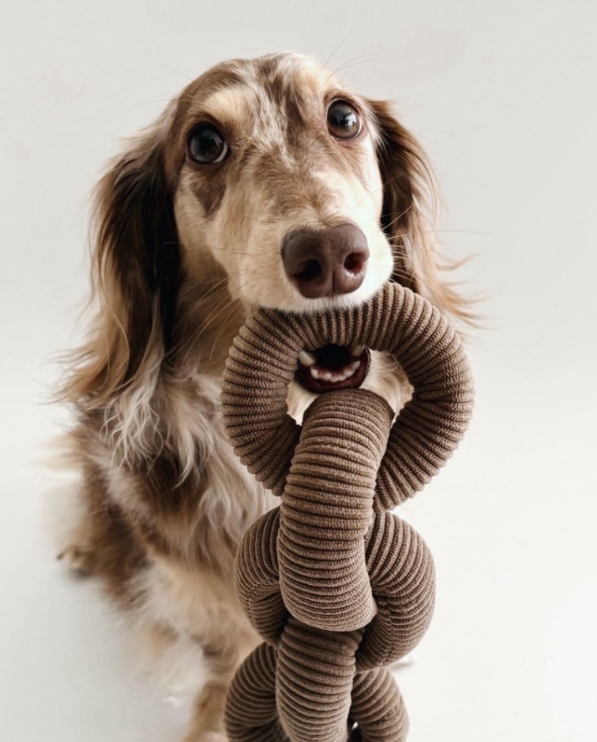 Everyday life with pets