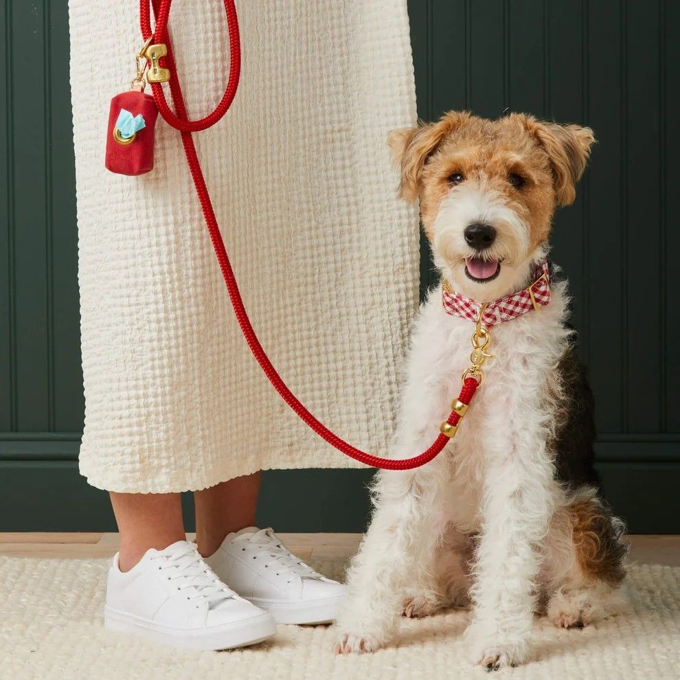 Everyday walks with pets