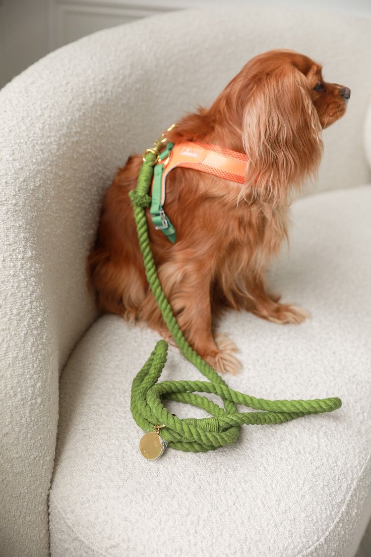 Dog Leads