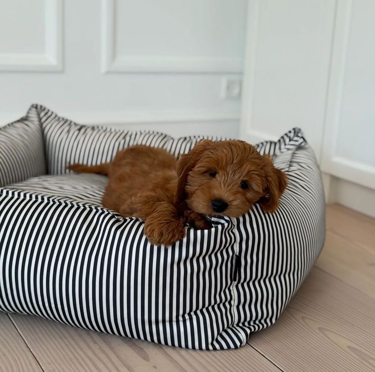 Dog Beds