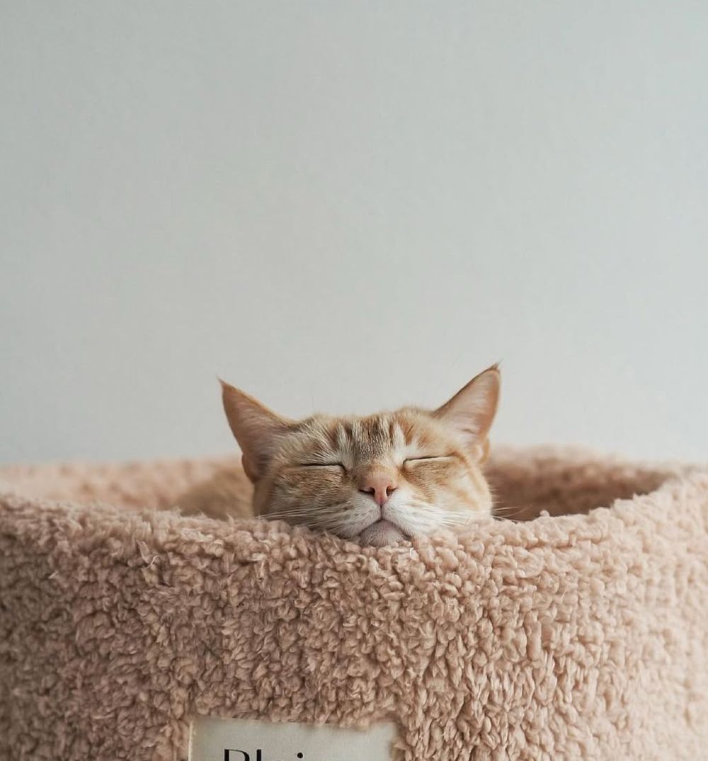 Thoughtful pet living