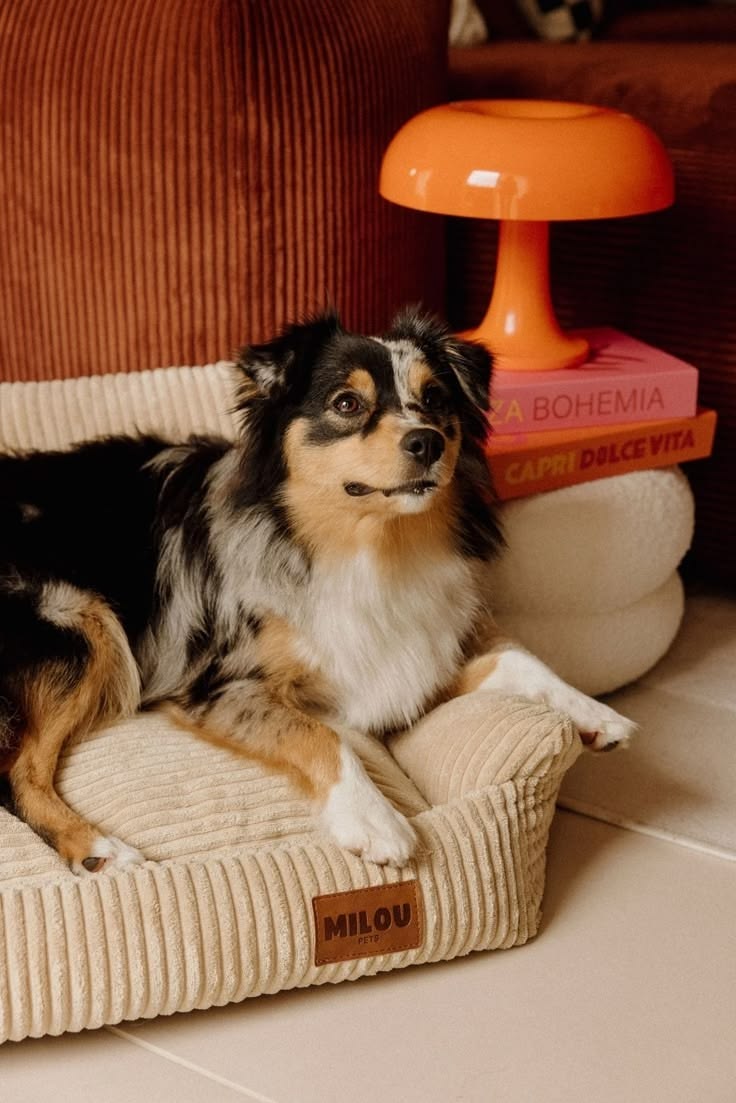 Thoughtful pet essentials
