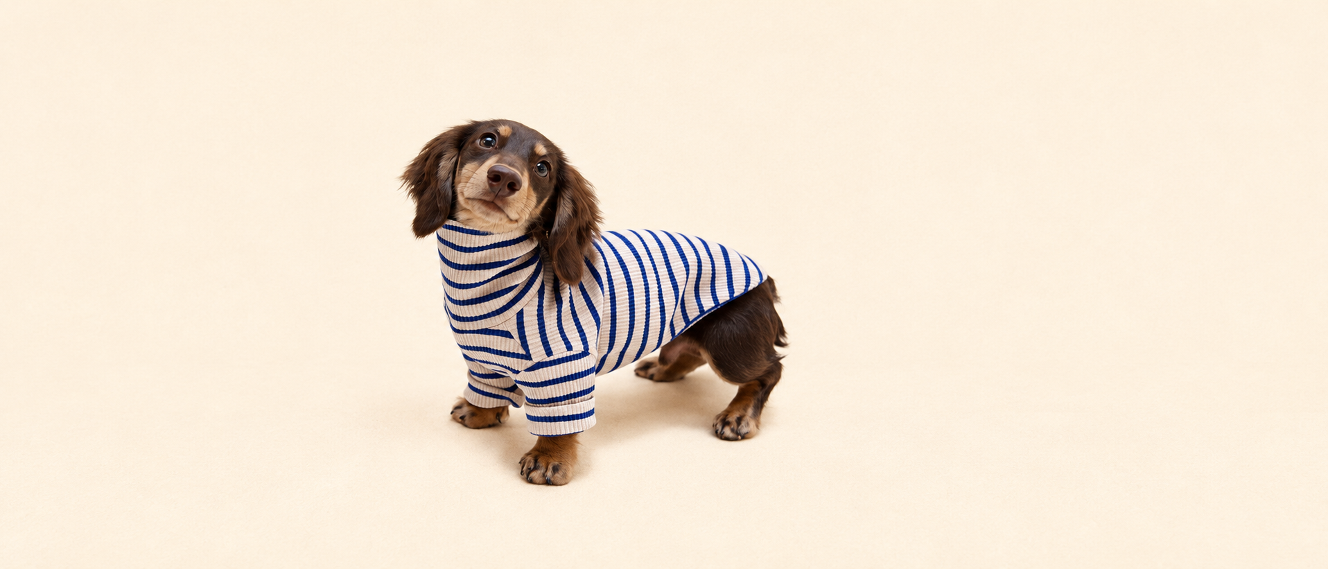 Pet everyday lifestyle
