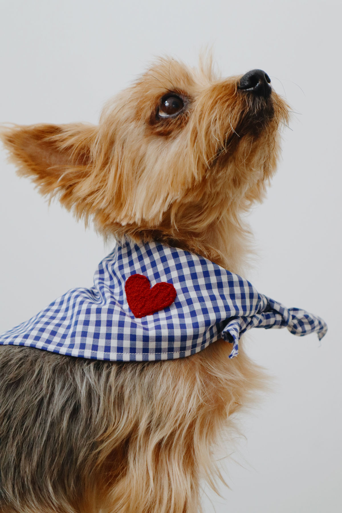 Pet Bandanas