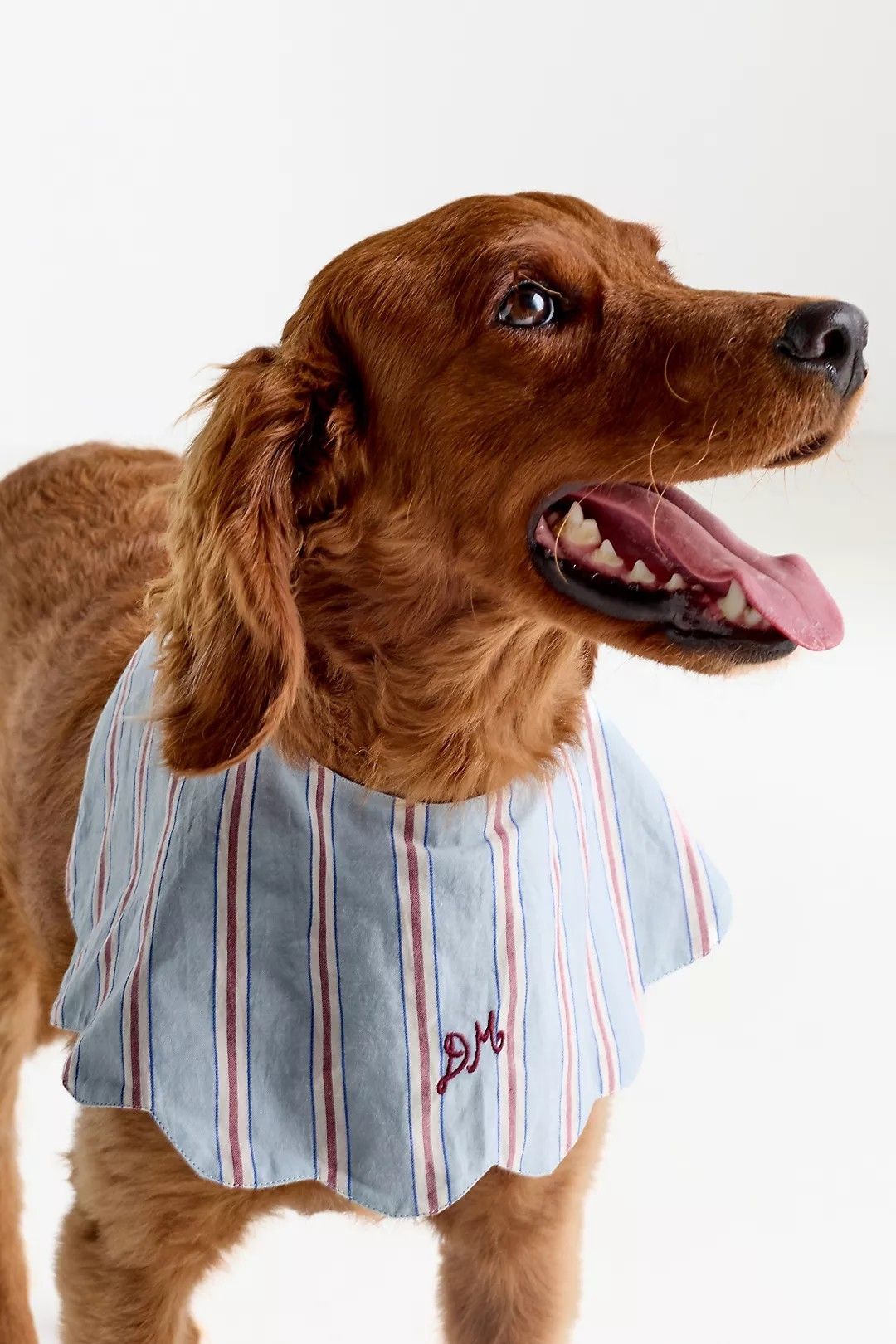 Our pet lifestyle story